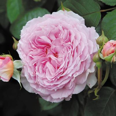 Rosa David Austin James Galway® PP13918
