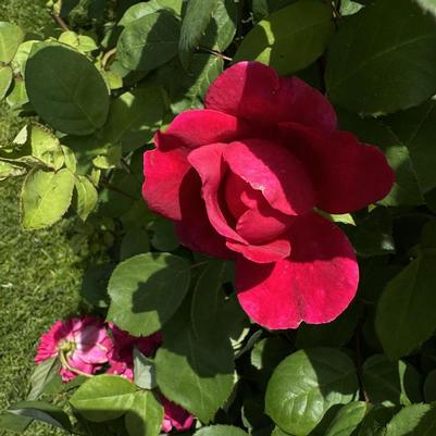 Rosa David Austin Sophy's Rose PP11422