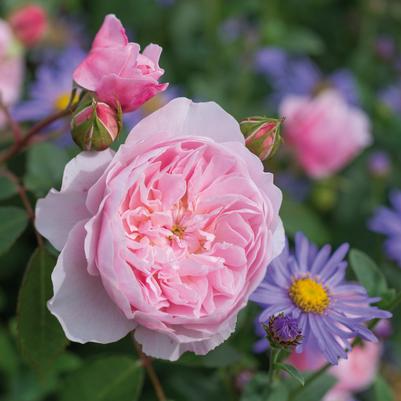 Rosa David Austin Wisley PPAF