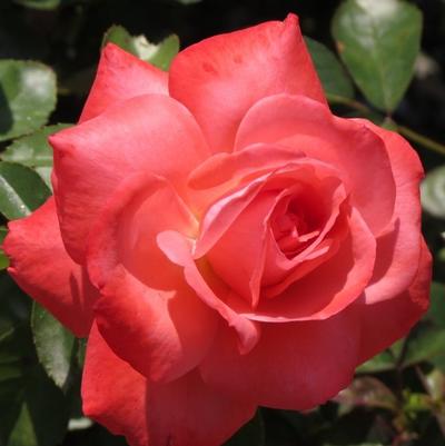 Rosa Floribunda Anisley Dickson