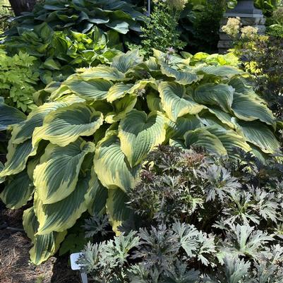 Hosta Drop-dead Gorgeous