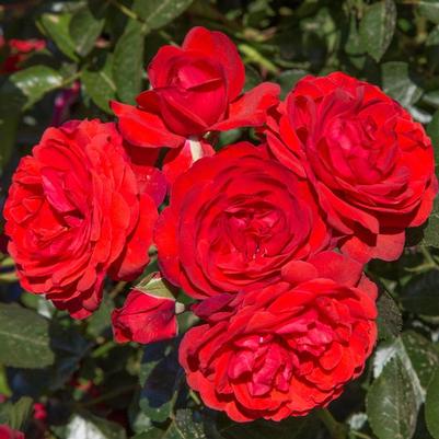 Rosa Floribunda Canyon Road™ PP28541