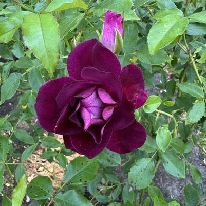 Rosa Floribunda Burgundy Iceberg™ PP16198