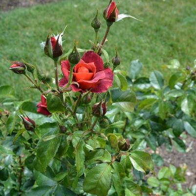 Rosa Floribunda Hot Cocoa PP15155