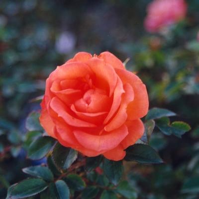 Rosa Floribunda Gingersnap