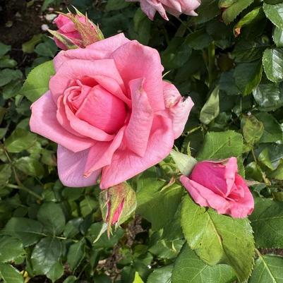 Rosa Floribunda Gene Boerner