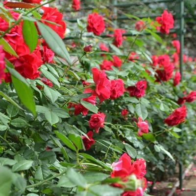 Rosa Floribunda Europeana