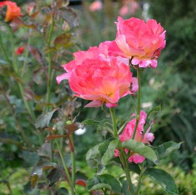 Rosa Floribunda Easy Does It™ PPAF