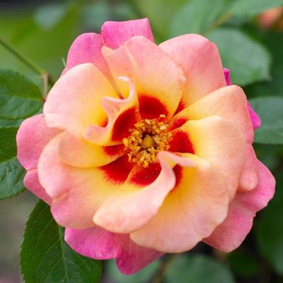 Rosa Floribunda Eyeconic® Mango Lemonade PP30589