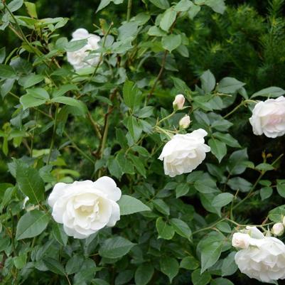 Rosa Tree 36 Iceberg