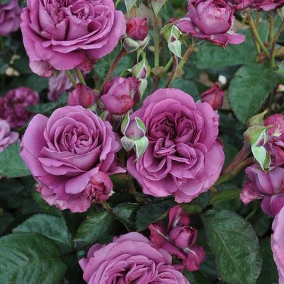 Rosa Tree 36 Sunbelt® Plum Perfect PP22691