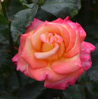 Rosa Grandiflora Dream Come True™ PP20633