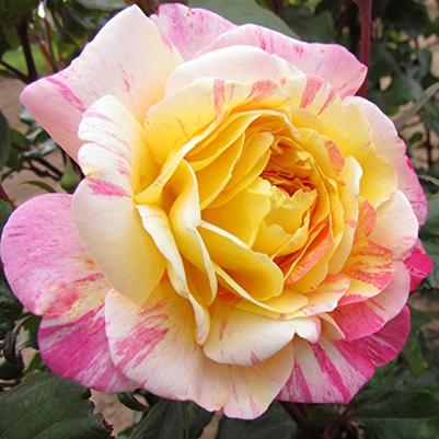 Rosa Grandiflora All American Magic™ PP20711