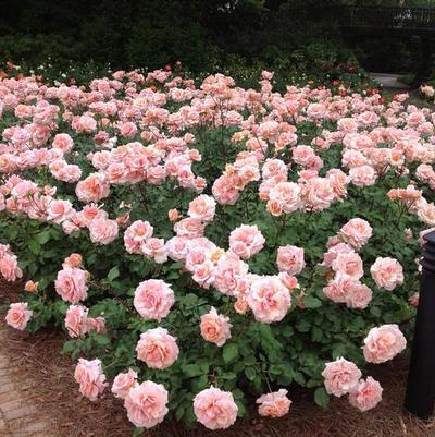 Rosa Grandiflora Mother of Pearl® PP18707