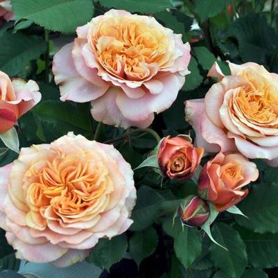 Rosa Grandiflora Sunbelt® Crazy Love™ PP26870
