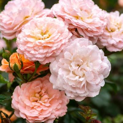 Rosa Groundcover Apricot Drift® PP23354