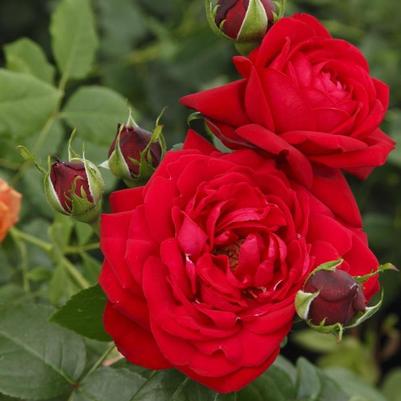 Rosa Grandiflora Tiamo™ PP30142