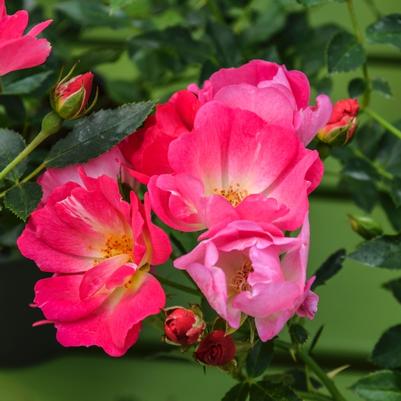 Rosa Tree 36 Pink Drift® PP18874