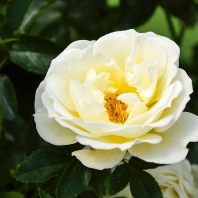 Rosa Groundcover Popcorn Drift® PP24773