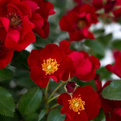 Rosa Groundcover Scarlet Drift® PP36994