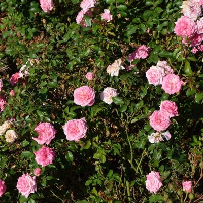 Rosa Groundcover Sweet Drift® PP21612