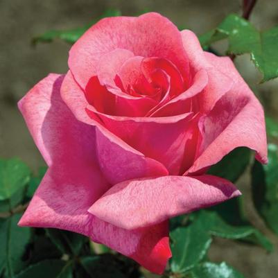 Rosa Hybrid Tea Cinnamon Dolce™ PP24905