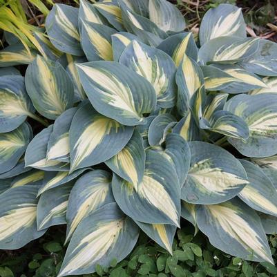 Hosta High Society
