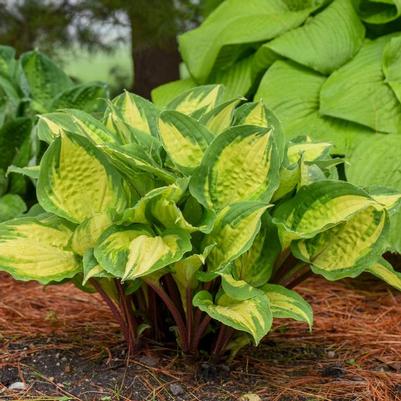 Hosta Island Breeze