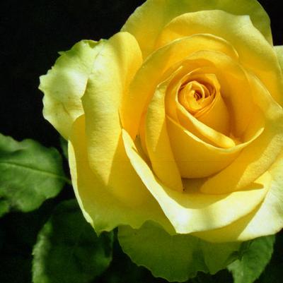 Rosa Hybrid Tea St. Patrick®