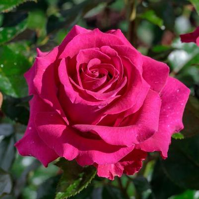 Rosa Hybrid Tea Stiletto™ PP30207