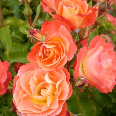 Rosa Shrub Easy Elegance® Coral Cove