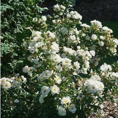 Rosa Shrub Oso Easy Ice Bay®