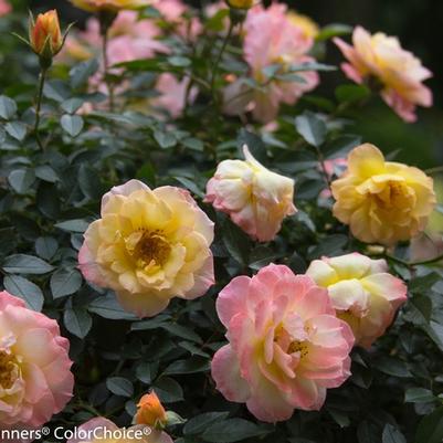 Rosa Shrub Oso Easy® Italian Ice® PP26532