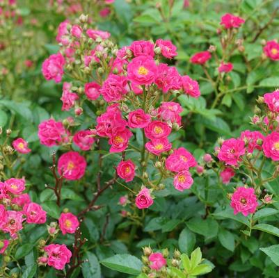 Rosa Shrub Oso Easy® Peasy PP29167