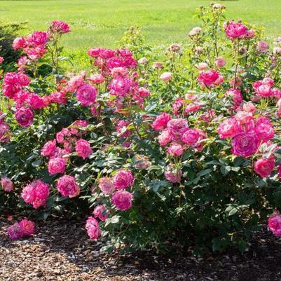 Rosa Shrub Peppermint Pop™ PP22172