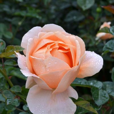 Rosa Hybrid Tea Abbaye De Cluny™