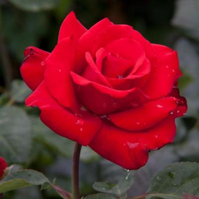 Rosa Hybrid Tea Eleganza® Grand Amore™ PP17047