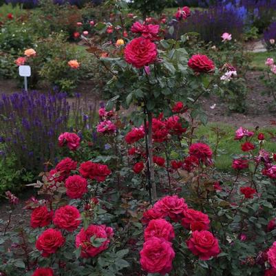 Rosa Hybrid Tea Eleganza® Gypsy Soul™ PP29272