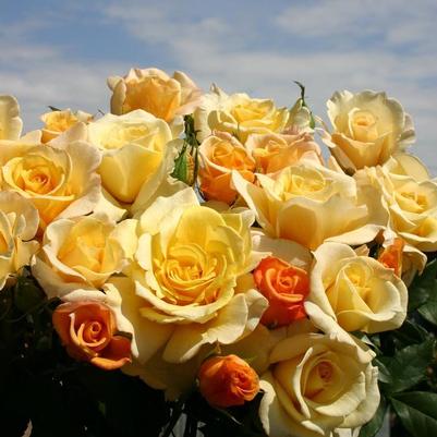 Rosa Hybrid Tea Eleganza® Sunny Sky™ PP22352