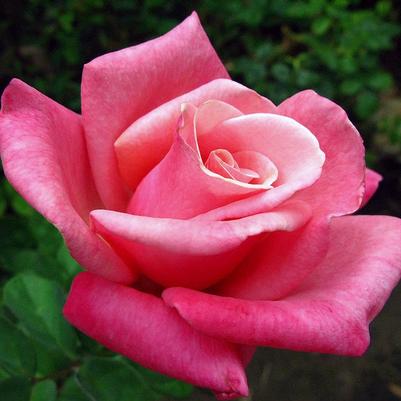 Rosa Hybrid Tea First Prize