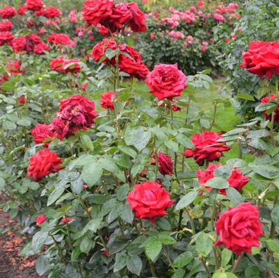 Rosa Tree 36 Ingrid Bergman®