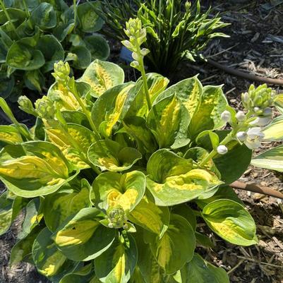Hosta Pocketful of Sunshine