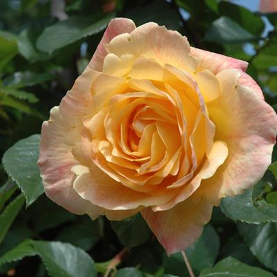 Rosa Climbing Garden Sun™