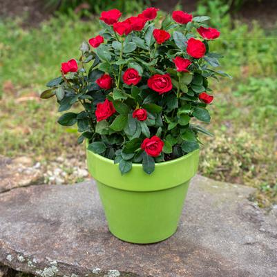 Rosa Shrub Petite Knock Out® PP30811