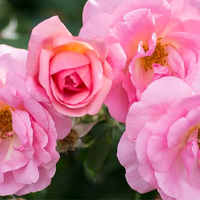 Rosa Shrub Peachy Knock Out® PP25628