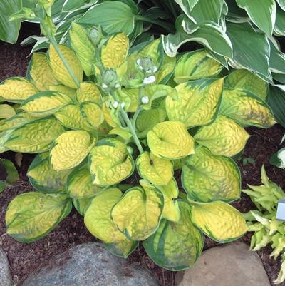 Hosta Rainforest Sunrise