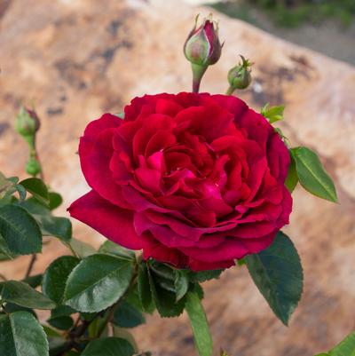 Rosa Shrub True Bloom® True Spirit PPAF