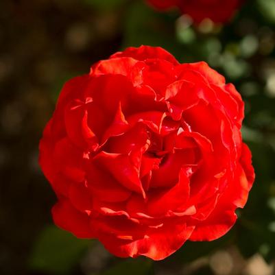 Rosa Shrub True Bloom® True Passion™ PP28928