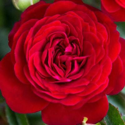Rosa Shrub True Bloom® True Love™ PP31575