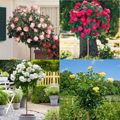 Rose Tree 36 Assorted